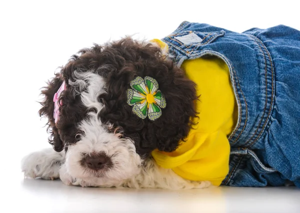 Cachorro lagatto romagnolo — Foto de Stock