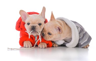 iki Fransız bulldog yavruları