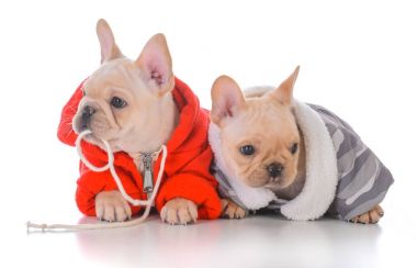 iki Fransız bulldog yavruları