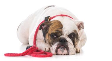 köpeği yürüyüşe bekliyor