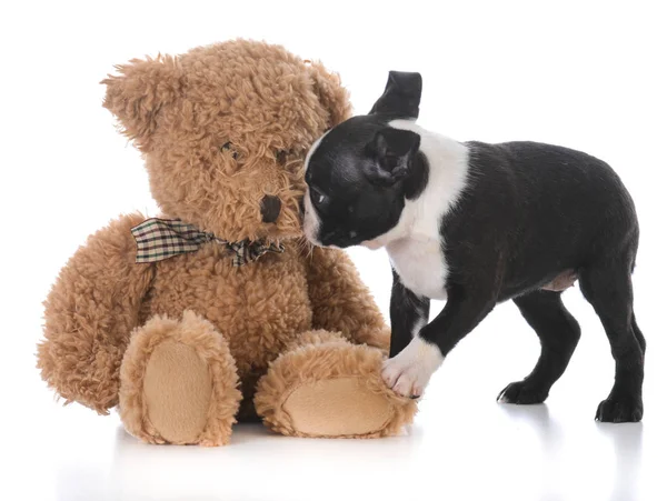 Boston terrier with stuffed teddy bear — Stock Photo, Image