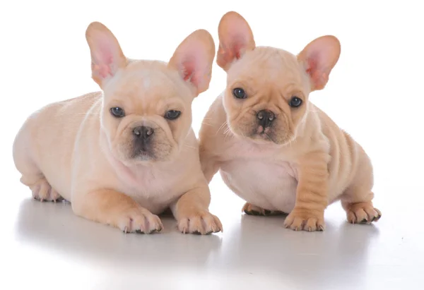 Two french bulldog puppies — Stock Photo, Image