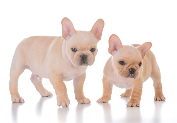Two french bulldog puppies — Stock Photo, Image