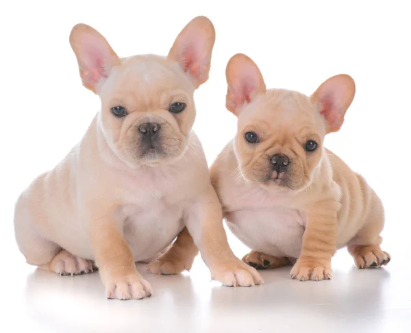 Dois cachorros buldogue franceses — Fotografia de Stock