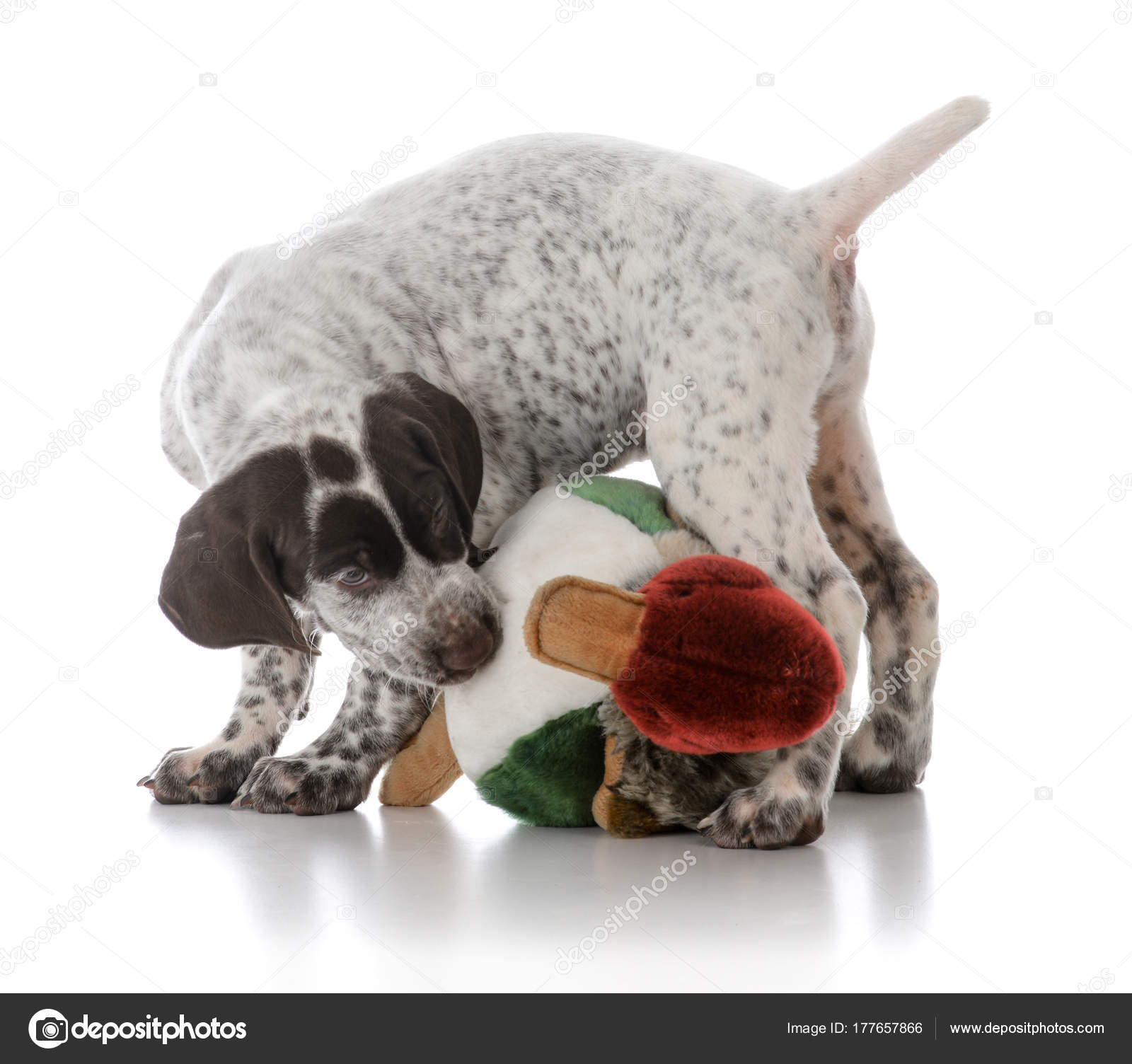 stuffed german shorthaired pointer