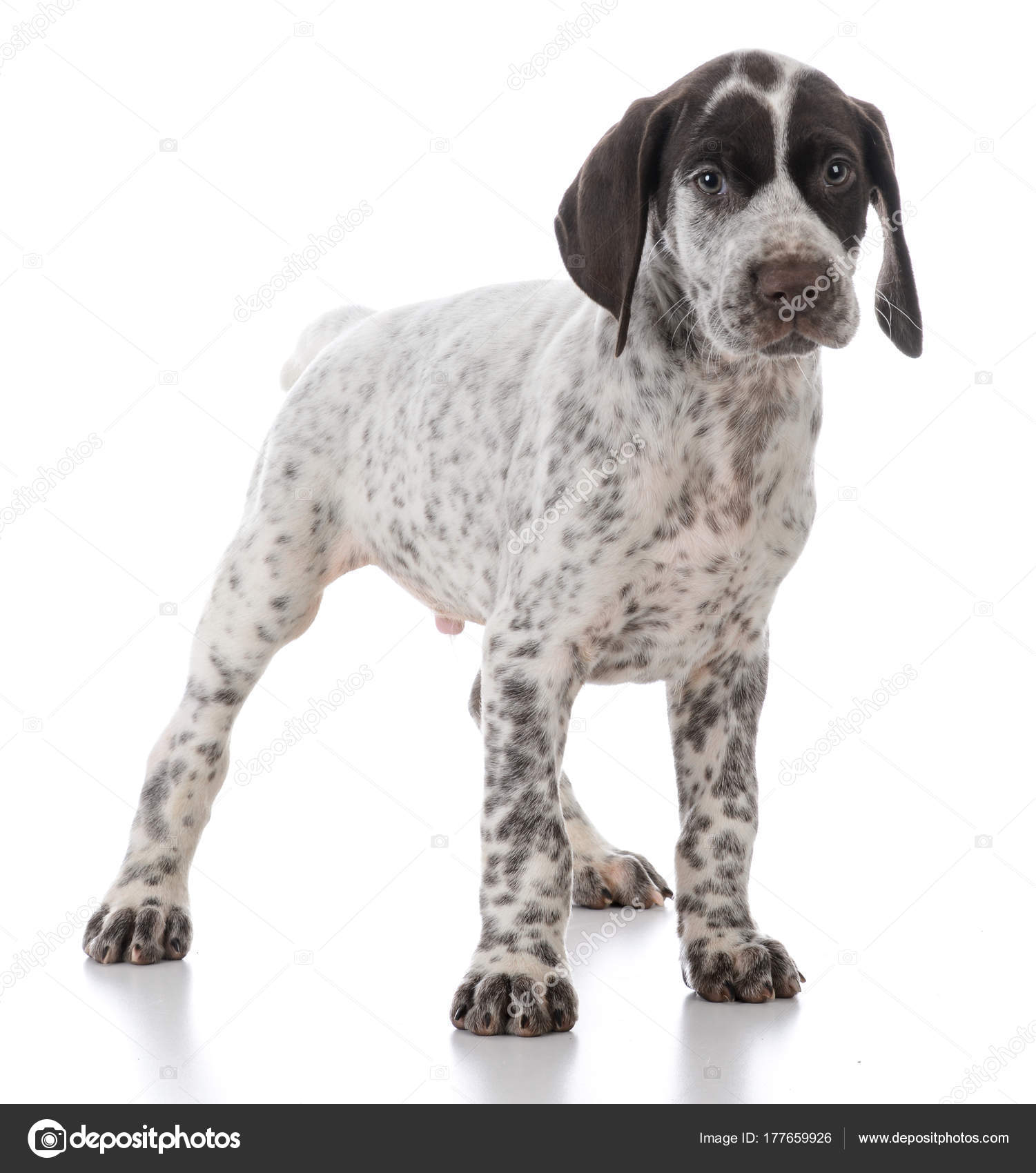 German Shorthaired Pointer Puppy Stock Photo C Willeecole 177659926