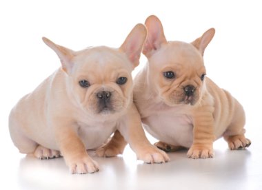 iki Fransız bulldog yavruları