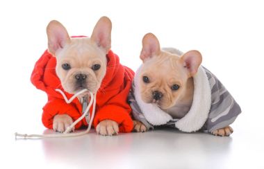 iki Fransız bulldog yavruları