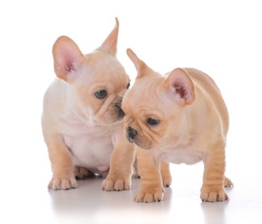 iki Fransız bulldog yavruları