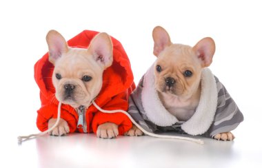 iki Fransız bulldog yavruları