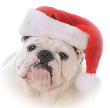 köpek giyen Noel Baba şapkası