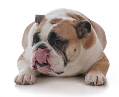kadın İngilizce bulldog