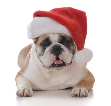 Noel için giyinmiş köpek