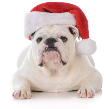 köpek giyen Noel Baba şapkası