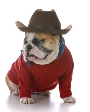 kadın İngilizce bulldog