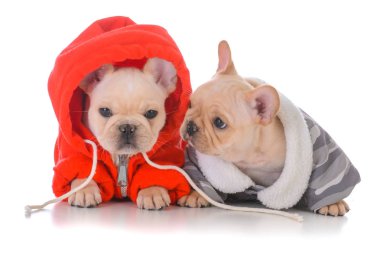 iki Fransız bulldog yavruları