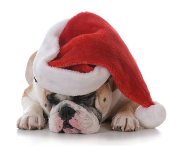 Noel için giyinmiş köpek