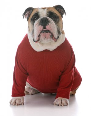 kadın İngilizce bulldog