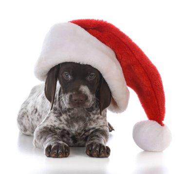 Köpek yavrusu giyen Noel şapka