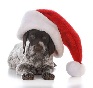 Köpek yavrusu giyen Noel şapka