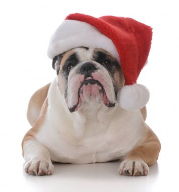 Noel için giyinmiş köpek