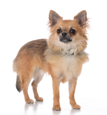 erkek uzun ceket chiuhuahua