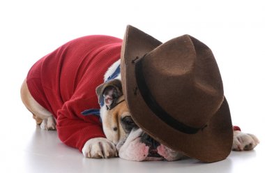 yorgun çalışan köpek