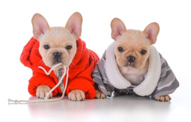 iki Fransız bulldog yavruları