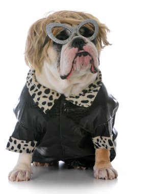 kadın İngilizce bulldog
