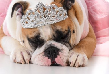 kadın İngilizce bulldog