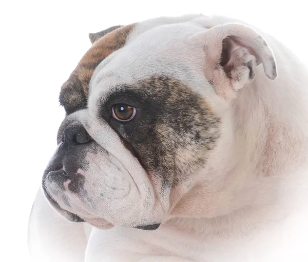 Kvinnliga engelska bulldog — Stockfoto