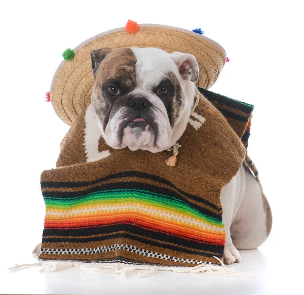 Dog dressed like a mexican — Stock Photo, Image