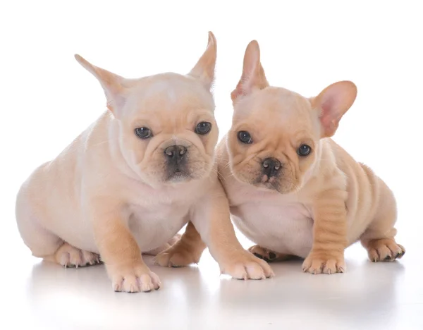 Dois cachorros buldogue franceses — Fotografia de Stock