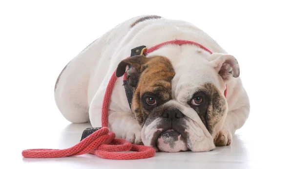 Hund wartet auf Spaziergang — Stockfoto