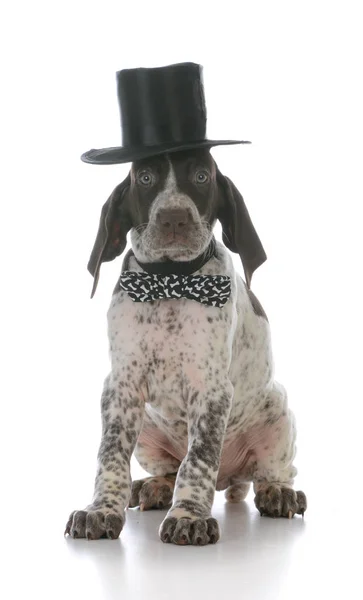 Mannelijke pup bowtie dragen — Stockfoto