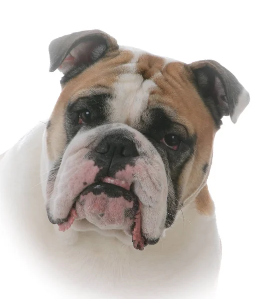 Kvinnliga engelska bulldog — Stockfoto