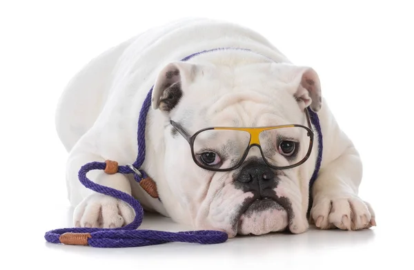 Treinamento de obediência cão — Fotografia de Stock