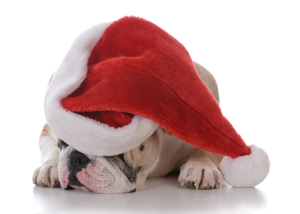 Hund zu Weihnachten verkleidet — Stockfoto