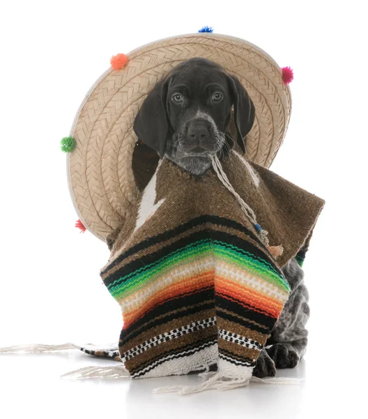 Cachorrinho vestido como um mexicano — Fotografia de Stock