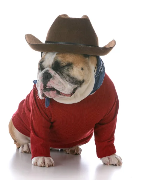 Kvinnliga engelska bulldog — Stockfoto