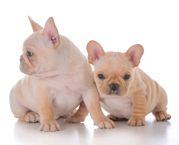 Due cuccioli di bulldog francesi — Foto Stock