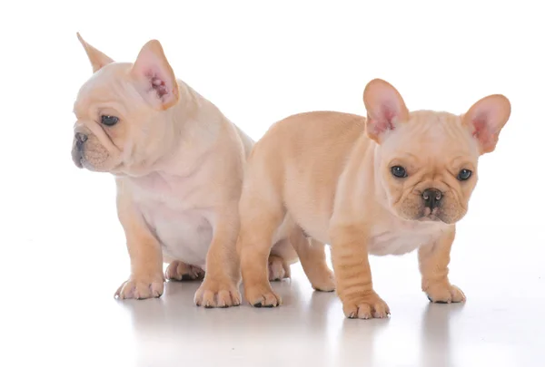 Due cuccioli di bulldog francesi — Foto Stock