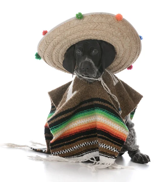 Cachorrinho vestido como um mexicano — Fotografia de Stock