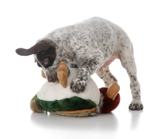 German shorthaired pointer puppy — Stock Photo, Image