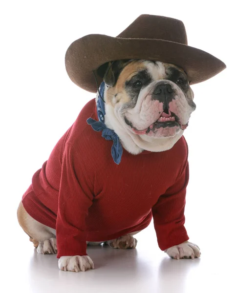 Kvinnliga engelska bulldog — Stockfoto