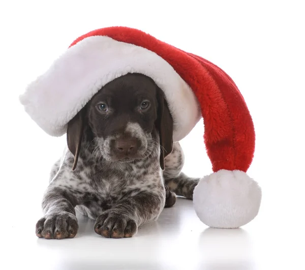 Filhote de cachorro usando chapéu de Natal — Fotografia de Stock