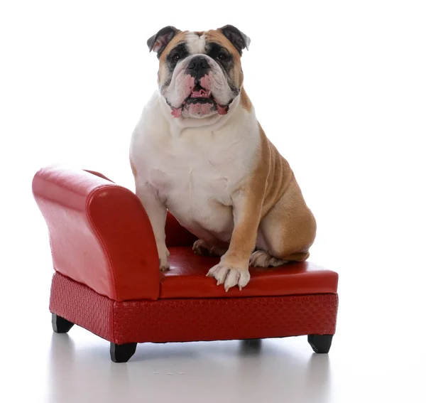 Cão sentado em um sofá — Fotografia de Stock