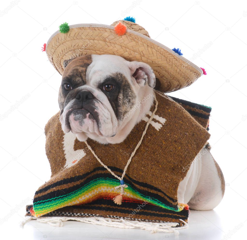 dog dressed like a mexican