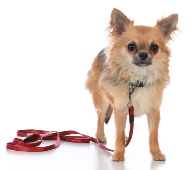 erkek uzun ceket chiuhuahua