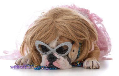 kadın İngilizce bulldog